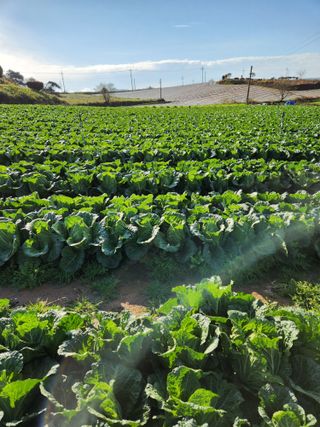 김저팔계님의 배추 · 영농일지 작성글 사진