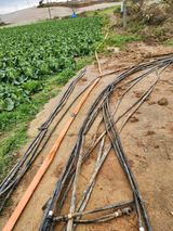 팜모닝 배추·영농일지 게시글 이미지