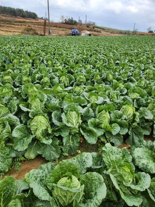 김저팔계님의 배추 · 영농일지 작성글 사진