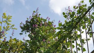 복숭아님의 콩 · 자유게시판 작성글 사진