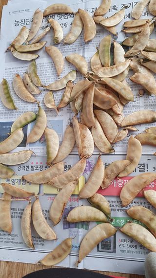 복숭아님의 콩 · 자유게시판 작성글 사진