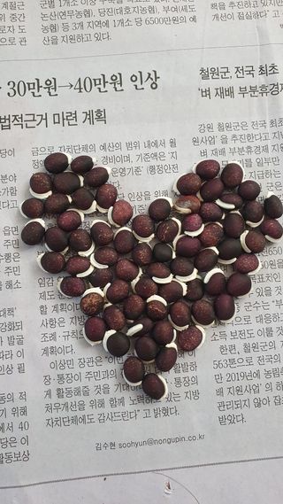 복숭아님의 콩 · 자유게시판 작성글 사진