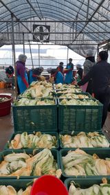 팜모닝 배추·저장•가공 게시글 이미지