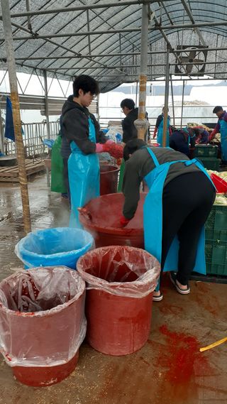 송광만님의 배추 · 저장•가공 작성글 사진