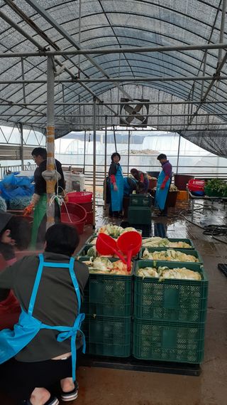 송광만님의 배추 · 저장•가공 작성글 사진