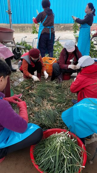 송광만님의 배추 · 저장•가공 작성글 사진