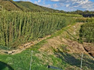 일심묘목농원님의 작성글 사진