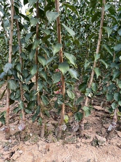 일심묘목농원님의 장터 판매 상품 [홍매실 접목1년생 묘목] 첨부 사진