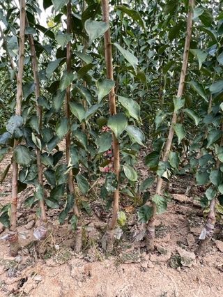 일심묘목농원님의 작성글 사진