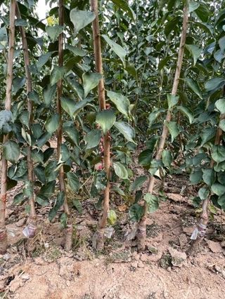 일심묘목농원님의 작성글 사진