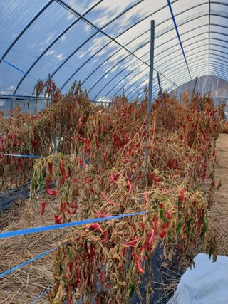 샤이니바다님의 고추 · 영농일지 작성글 사진