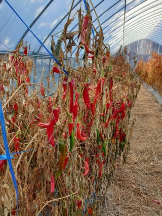 샤이니바다님의 고추 · 영농일지 작성글 사진