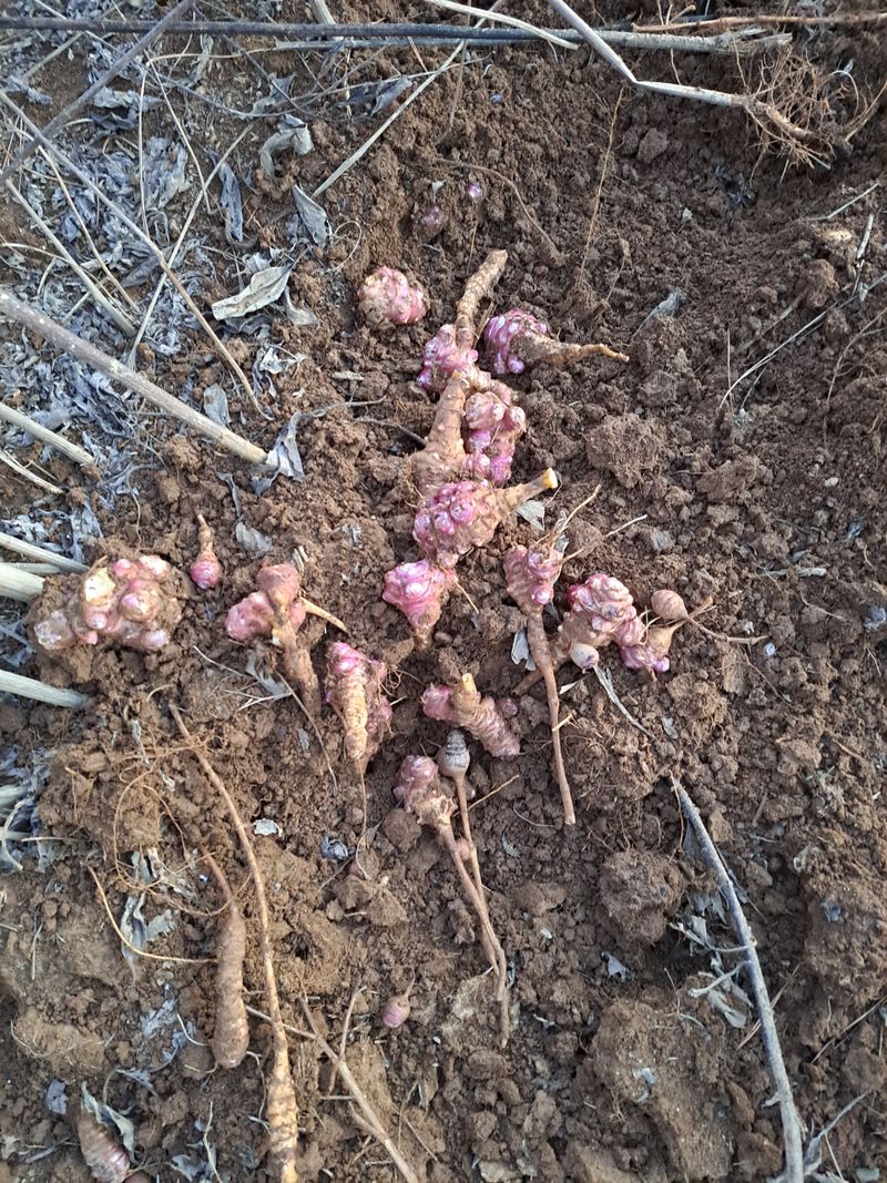 장터 상품 [슈퍼 돼지감자 팝니다] 썸네일