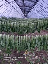 팜모닝 기타작물·자유게시판 게시글 이미지