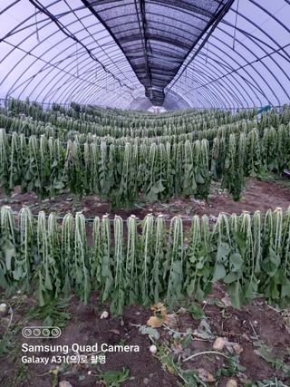 소양강님의 기타작물 · 자유게시판 작성글 사진