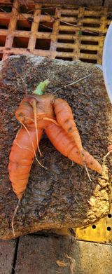 팜모닝 자유주제·자유게시판 게시글 이미지