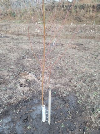 푸른눈늑대님의 복숭아 · 자유게시판 작성글 사진