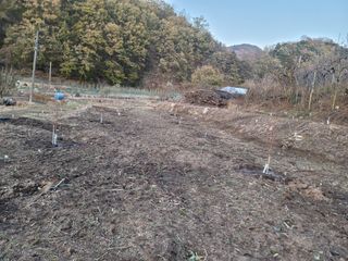 푸른눈늑대님의 복숭아 · 자유게시판 작성글 사진