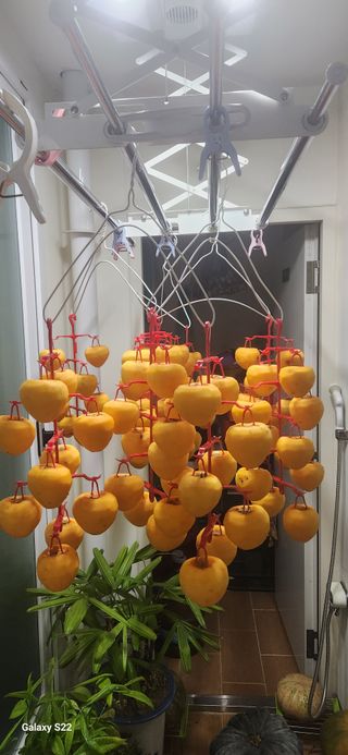 접시꽃님의 감 · 자유게시판 작성글 사진