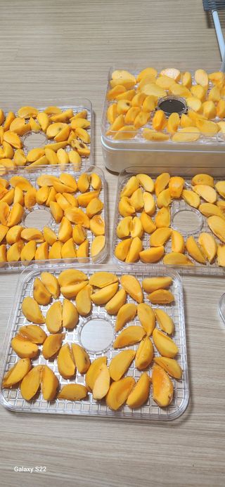 접시꽃님의 감 · 자유게시판 작성글 사진