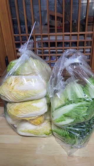 ♡5도2촌pys♡님의 배추 · 자연재해•동물피해 작성글 사진