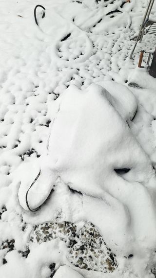 ♡5도2촌pys♡님의 배추 · 자연재해•동물피해 작성글 사진