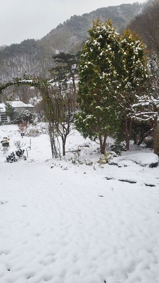 ♡5도2촌pys♡님의 배추 · 자연재해•동물피해 작성글 사진