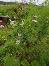 팜모닝 자유주제·자유게시판 게시글 이미지