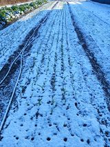 팜모닝 자유주제·자유게시판 게시글 이미지