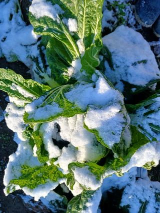 이상애초보농업님의 자유주제 · 자유게시판 작성글 사진