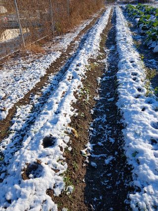 이상애초보농업님의 자유주제 · 자유게시판 작성글 사진