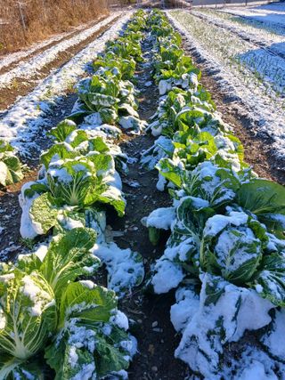 이상애초보농업님의 자유주제 · 자유게시판 작성글 사진