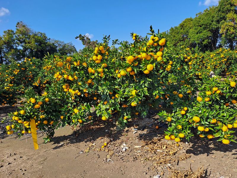 현영진님의 장터 판매 상품 [귤 10킬로] 첨부 사진
