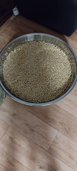 주말 텃밭 농부님의 콩 · 자유게시판 작성글 사진