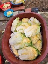 팜모닝 배추·영농일지 게시글 이미지