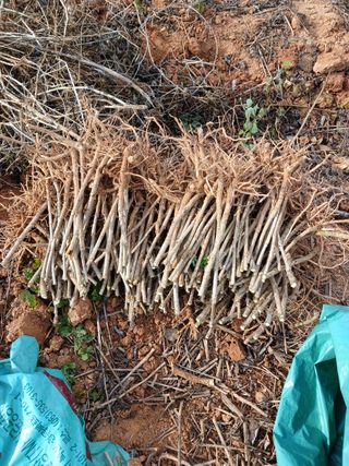 이호성님의 기타작물 · 자유게시판 작성글 사진