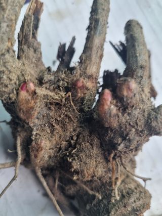 이호성님의 기타작물 · 자유게시판 작성글 사진