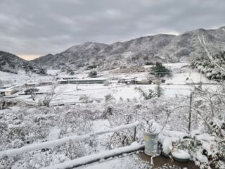 김재평님의 배추 · 자연재해•동물피해 작성글 사진