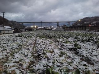 여우내 이순홍님의 배추 · 영농일지 작성글 사진