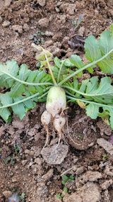 팜모닝 자유주제·자유게시판 게시글 이미지