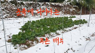 이봉수님의 배추 · 일상 작성글 사진