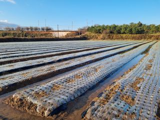 농업드론방제(전북)님의 양파 · 자유게시판 작성글 사진