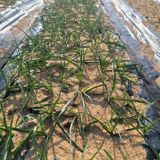 최득길님의 마늘 · 일상 작성글 사진