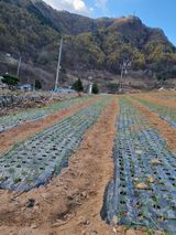 팜모닝 마늘·일상 게시글 이미지