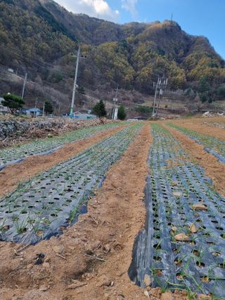 이상응님의 마늘 · 일상 작성글 사진