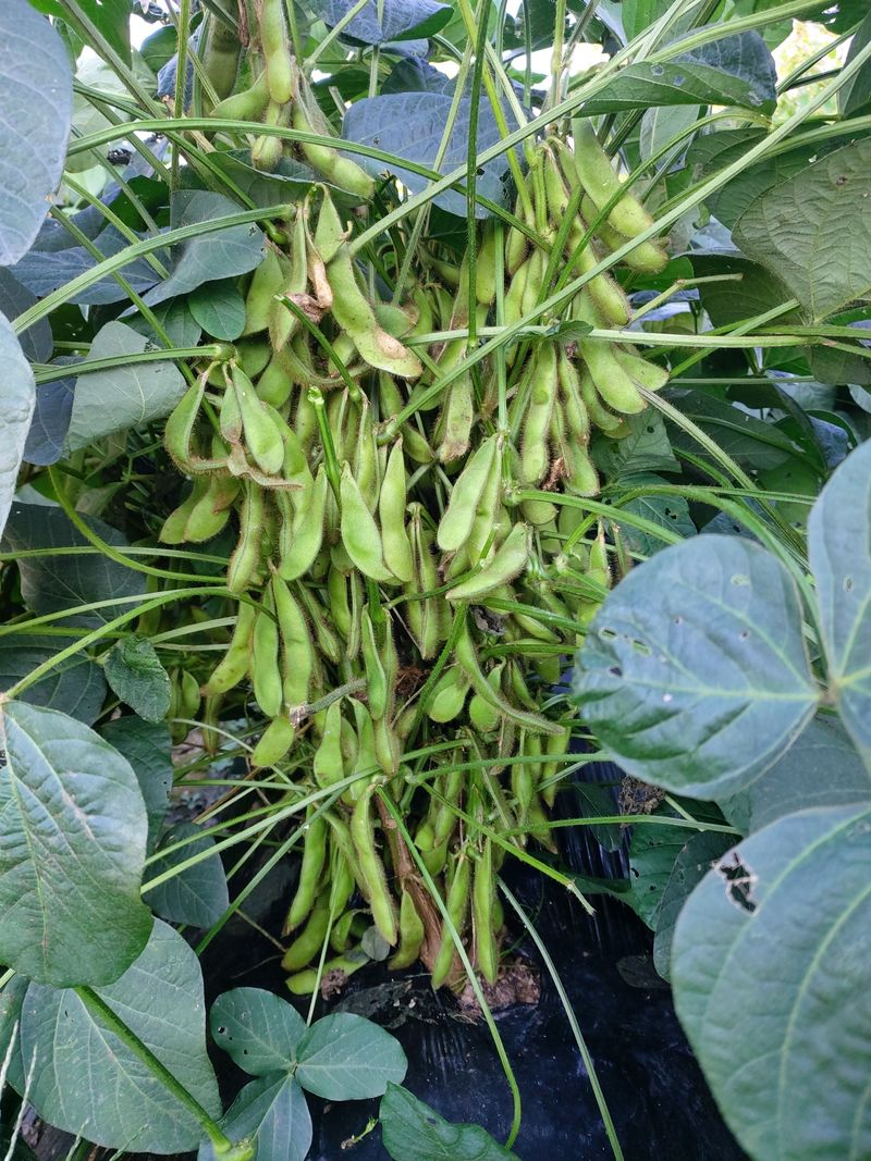 장터 상품 [새바람40kg] 썸네일