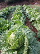 팜모닝 배추·결구기 농작업 게시글 이미지