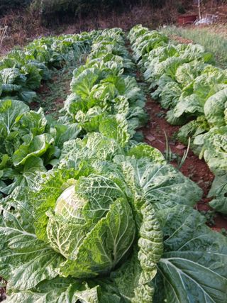 조현길님의 배추 · 결구기 농작업 작성글 사진