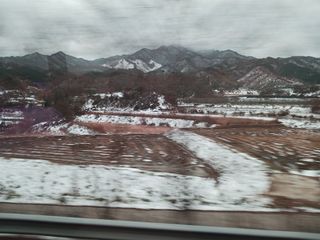 조현길님의 배추 · 결구기 농작업 작성글 사진