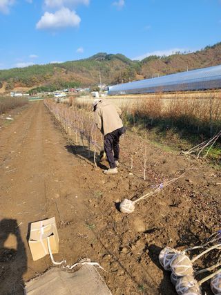 일심묘목농원님의 기타작물 · 자유게시판 작성글 사진